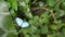 Blue morph butterfly with wings open wide in a park.