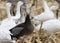 Blue morph snow goose lifts head and calls