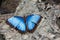 Blue Morphio Butterfly, University of Alberta Botanical Gardens, Alberta, Canada