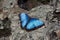 Blue Morphio Butterfly, University of Alberta Botanical Gardens, Alberta, Canada