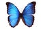 Blue Morpho