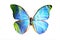 Blue Morpho