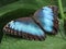 Blue Morpho