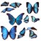 Blue morpho butterflies