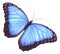 Blue morpho butterfly