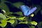 Blue Morpho Butterfly