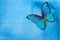 Blue morpho butterfly. Abstract blue watercolor background. Blue abstract background. Wet watercolor paper