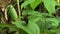 Blue morpho butterfly Amazon rain forest