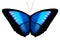 Blue Morpho Butterfly Isolated