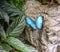 Blue Morpho butterfly life cycle