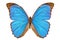 Blue Morpho Butterfly (Menelaus Blue Morpho)