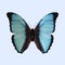 Blue Morpho Butterfly - Morpho Deidamia