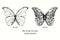 Blue Morpho Butterfly Morpho peleides dorsal and ventral view. Ink black and white doodle drawing
