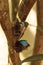 Blue morpho butterfly pair Morpho cisseis phanodemus  courting