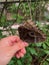 Blue Morpho Butterfly Perched on Fingers