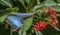 Blue Morpho Butterfly Red Flowers Fairchild Garden Coral Gables Florida