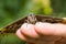 Blue Morpho butterfly resting on fingers