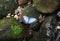 Blue Morpho Butterfly standing on a mossy wet rock