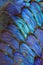 Blue morpho butterfly wing arrangement