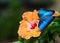 Blue Morpho butterfly on yellow hibiscus flower