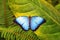 Blue Morpho on Leaf, Mindo, Ecuador