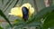 Blue morpho on yellow hibiscus