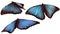 Blue morphos