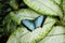 Blue Morpno Butterfly (Morpho peleides)