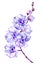 Blue moth orchid Phalaenopsis flower on a twig.Isolated on white background. Watercolor painting.