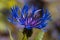 Blue mountain cornflower centaurea montana