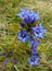 Blue mountain flower - willow gentian