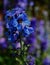 Blue Mountain Larkspur flowers.