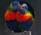 Blue mountain lorikeets sitting in nest, close up