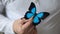 Blue mountain swallowtail butterfly