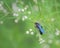 Blue mud dauber wasp