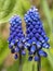 Blue muscari