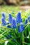 Blue Muscari armeniacum flower (Grape Hyacinth) blooming in spring garden