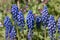 Blue Muscari armeniacum flowers, grape hyacinth, blooming in the spring sunshine, close-up view, Shropshire UK