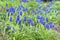 Blue muscari armeniacum, grape hyacinth flowers in spring, UK