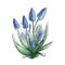 Blue muscari flower bunch watercolor image. Spring seasonal garden blooming plant hand drawn illustration. Hyacinth blossom sketch