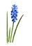 Blue muscari flower with green leaves isolated on white background.
