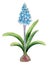 Blue muscari flower, spring primrose flower, watercolor illustration