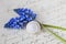 Blue Muscari Flower Still Life