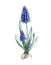 Blue muscari flower watercolor image. Spring seasonal garden blooming plant hand drawn illustration. Hyacinth blossom sketch. Bloo