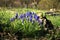 Blue muscari flowers