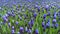 Blue muscari flowers