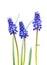 Blue Muscari flowers