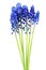 Blue muscari flowers Grape hyacinth bunch isolated on white background