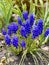 Blue Muscari flowers. A group of Grape hyacinth Muscari armeniacum blooming in the spring. Selective focus