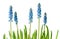 Blue muscari flowers, isolated